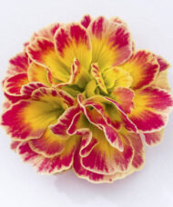 Yellow primrose yellow flower is beautifully accented with striking reddish orange highlights