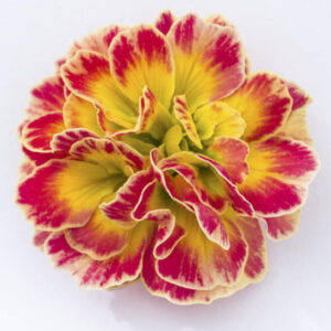 Yellow primrose yellow flower is beautifully accented with striking reddish orange highlights
