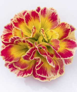 Yellow primrose yellow flower is beautifully accented with striking reddish orange highlights
