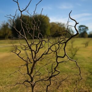 Highly ornamental crooked branches of the Zigzag jujube tree.