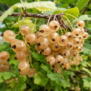 Zitavia currants on the bush.