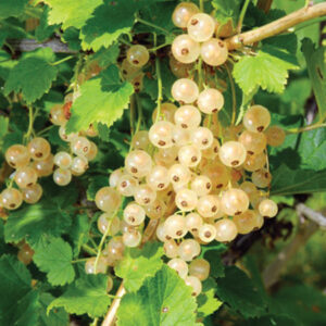Zitavia white currant bush with fruits.