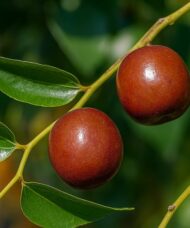 Rich brown Ziziphus jujuba fruit on the branch.