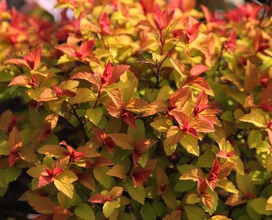 Spiraea Goldflame Foliage rhyajlus6fyv9v44dghgwvdngdmbslgtq9092v034y - 11 Must Have Spirea Shrubs &ndash; Bring Dramatic Impact to the Garden