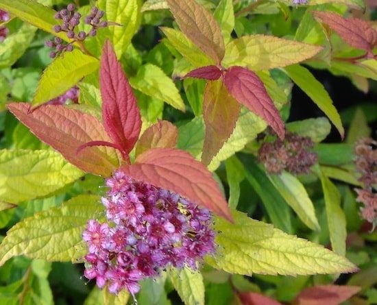 Spiraea bumalda Flaming mound rhyajmsmda05lh2r7yw3hd541rhp0akk2dnqk4yoyq - 11 Must Have Spirea Shrubs &ndash; Bring Dramatic Impact to the Garden