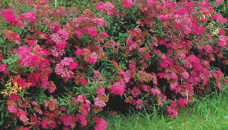 Spiraea japonica Anthony Waterer Hedge rhyajmsoszjstt4088gnd8sbao8x358y8z0qi2vy30 - 11 Must Have Spirea Shrubs &ndash; Bring Dramatic Impact to the Garden