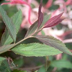 Spiraea japonica Anthony Waterer new shoots rhyajluoivm5x9uf6li1j3h2qwcunieet10gr9f51g - 11 Must Have Spirea Shrubs &ndash; Bring Dramatic Impact to the Garden