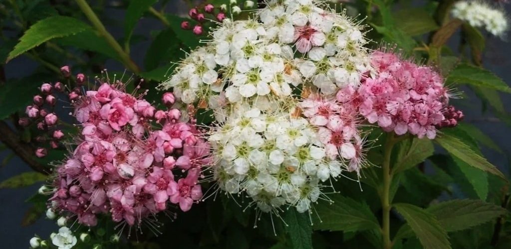 Spiraea japonica shirobana qleb68t3d6c1m39ub2isjcldvreymomupas49spx1k - 11 Must Have Spirea Shrubs – Bring Dramatic Impact to the Garden