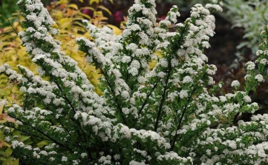 Spiraea nipponica Snowmound qleexe1jwt888gu62lckxfqnaa9ecnbih1sir775de - 11 Must Have Spirea Shrubs – Bring Dramatic Impact to the Garden